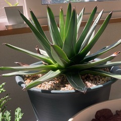 観葉植物　コーデックス アガベ　笹の雪　大サイズの画像