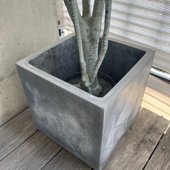 フェイクグリーン コンクリート鉢付きの画像