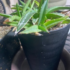 観葉植物　アガベ　笹の雪　群生 の画像