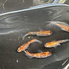 取り置き中 メダカ 雲州三色 2ペア＋オスの画像