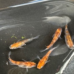 取り置き中 メダカ 雲州三色 2ペア＋オスの画像