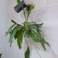 コウモリラン　観葉植物の画像