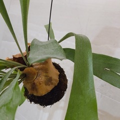 コウモリラン　観葉植物の画像