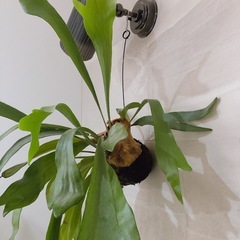 コウモリラン　観葉植物の画像