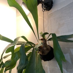 コウモリラン　観葉植物の画像