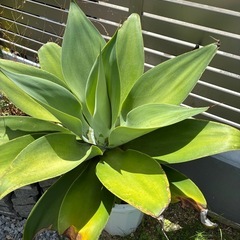アガベの画像