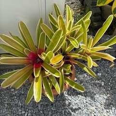 多肉植物の画像