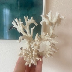 珊瑚と貝殻のセットの画像
