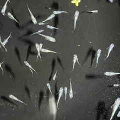 大特価✨幹之メダカ　若魚10匹の画像