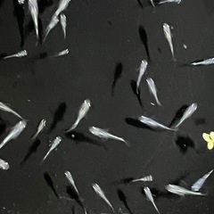 大特価✨幹之メダカ　若魚10匹の画像