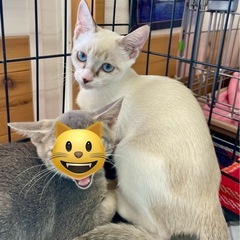 白ネコ女の子