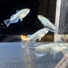 メダカ エメキン 2ペアの画像