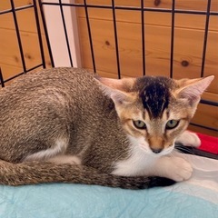 茶白リーゼント女の子