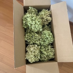 無農薬　アナベルドライフラワー紫陽花ドライフラワー　一箱　セット　大きいの画像