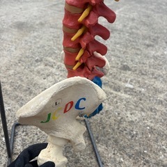 背骨模型　人体模型の画像