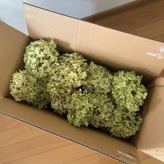 無農薬　アナベルドライフラワー紫陽花ドライフラワー　一箱　セットの画像