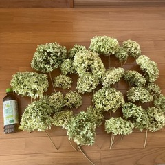 無農薬　アナベルドライフラワー紫陽花ドライフラワー　一箱　セットの画像