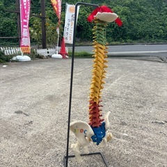 背骨模型　人体模型の画像