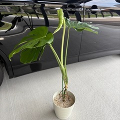 観葉植物　モンステラの画像
