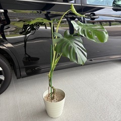 観葉植物　モンステラの画像