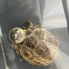 元気なクサガメの画像