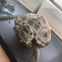 元気なクサガメの画像