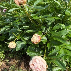 芍薬　株分けの画像