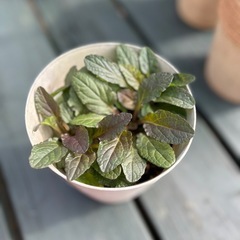 アジュガ　1鉢　カラーリーフの寄せ植えにいかがですか？
