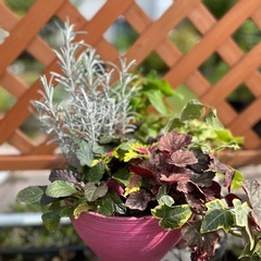 アジュガ　1鉢　カラーリーフの寄せ植えにいかがですか？
の画像