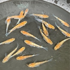 メダカ　朱光菊　10匹の画像
