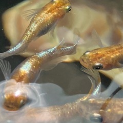 メダカ　朱光菊　10匹の画像