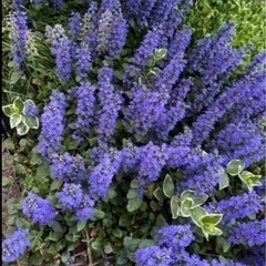 アジュガ　1鉢　カラーリーフの寄せ植えにいかがですか？
の画像