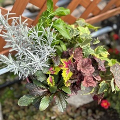 アジュガ　1鉢　カラーリーフの寄せ植えにいかがですか？
の画像