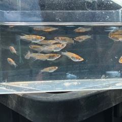 メダカ　朱光菊　10匹の画像