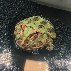 クランウェルツノガエル　グリーン　飼育セット付きの画像