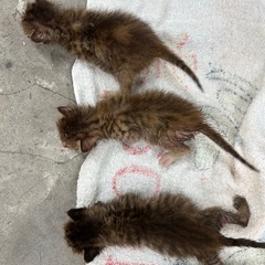 春日市　生後2週間ほど子猫３匹