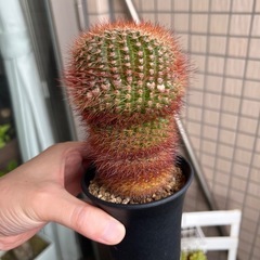 ノトカクタス　バンブリﾕの画像