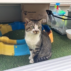 キジ白の里親募集中