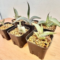 観葉植物 多肉植物 アガベ 6点セット まとめ売りの画像