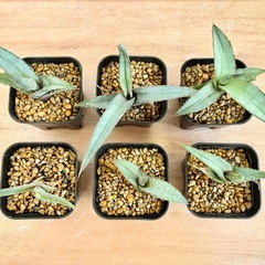 観葉植物 多肉植物 アガベ 6点セット まとめ売りの画像
