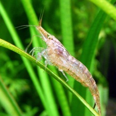 ミナミヌマエビ5匹の画像