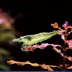 ミナミヌマエビ5匹の画像