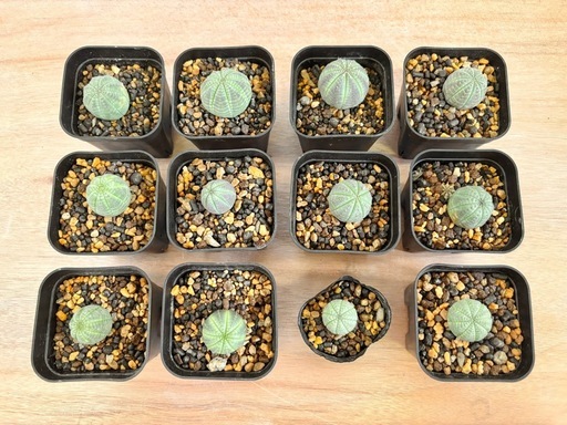 観葉植物 多肉植物 ユーフォルビア オベサ 12点セット まとめ売り ユーフォルビア オベサ 4株セット 美株 良形 丸型の通販はau PAY 