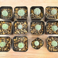 観葉植物 多肉植物 ユーフォルビア オベサ 12点セット まとめ売りの画像