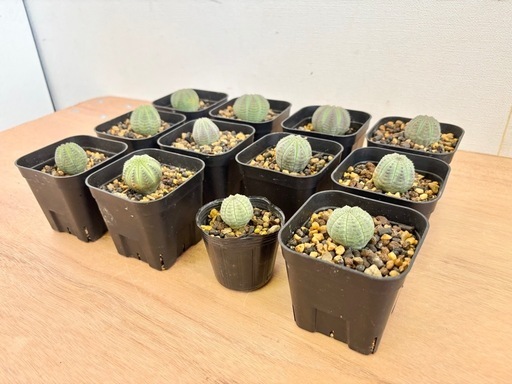 観葉植物 多肉植物 ユーフォルビア オベサ 12点セット まとめ売り