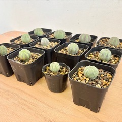 観葉植物 多肉植物 ユーフォルビア オベサ 12点セット まとめ売りの画像