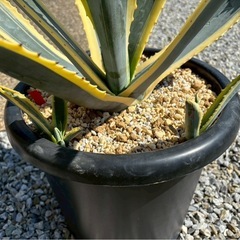 アメリカーナ斑入り
 の画像