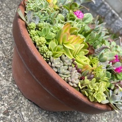 決まりました！多肉植物☆寄せ植え☆の画像