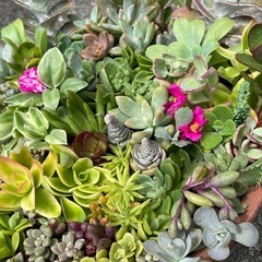 決まりました！多肉植物☆寄せ植え☆の画像