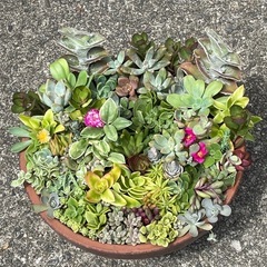 決まりました！多肉植物☆寄せ植え☆の画像